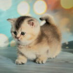 munchkin cats for sale near me