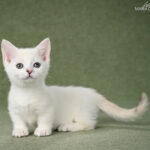 munchkin for sale
