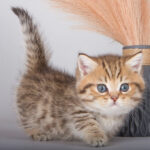 munchkin cat for sale near me