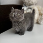 munchkin kittens for sale, buy munchkin cat
