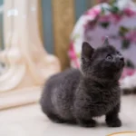 munchkin cat personality