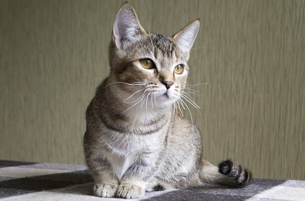 cat with short legs