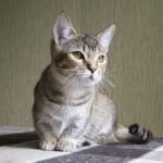cat with short legs
