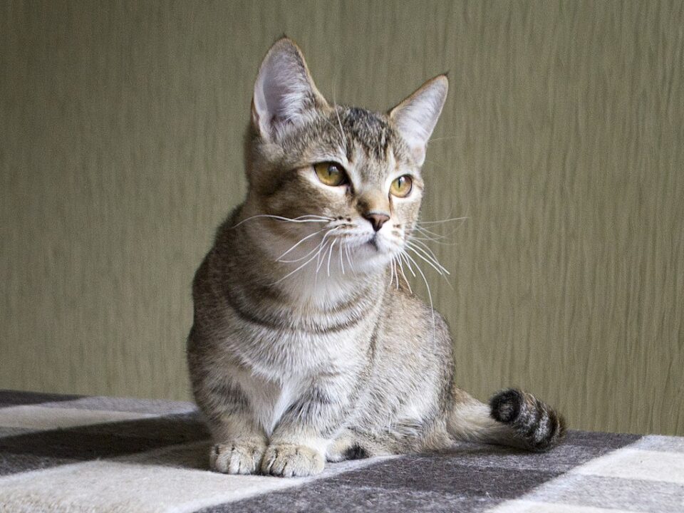 cat with short legs
