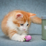 munchkin cats price, munchkin cats breeders
