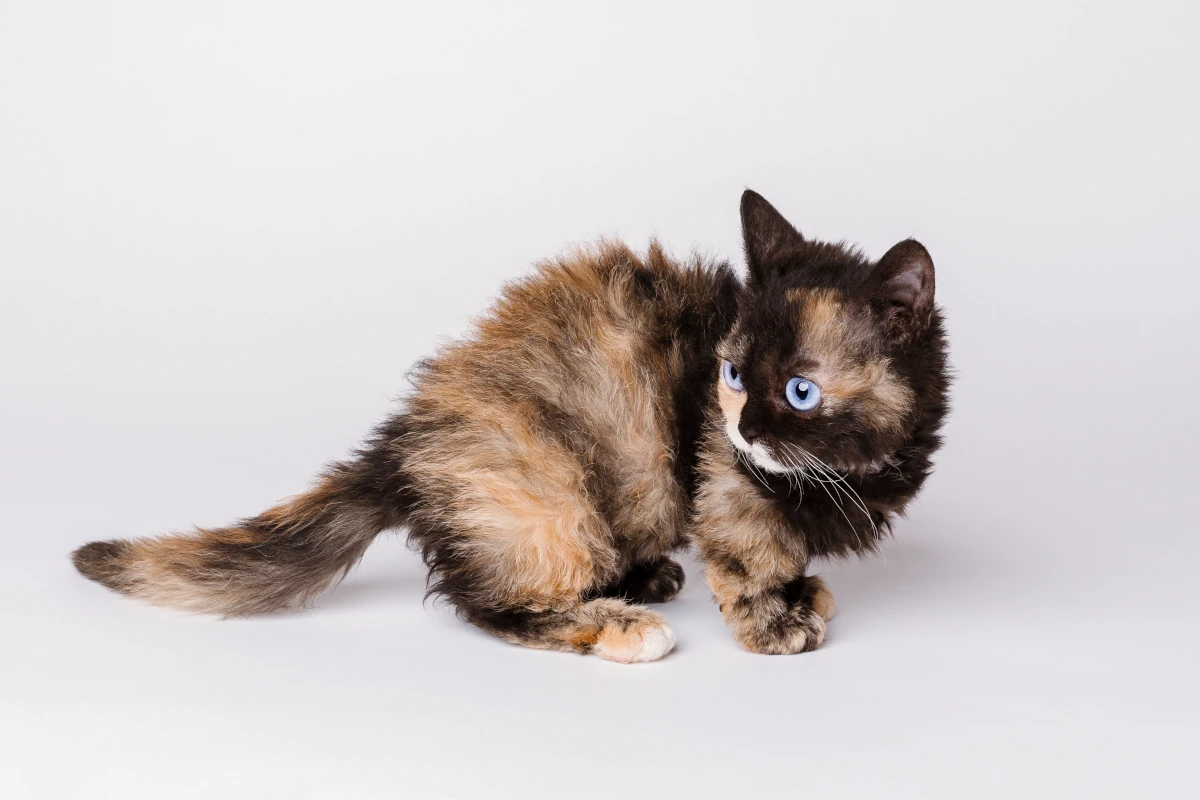 Lambkin cat