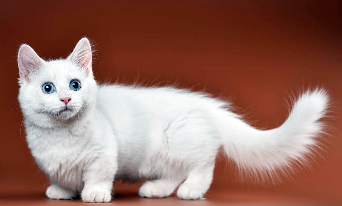 cats with short legs, cats with short legs