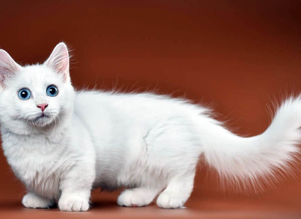cats with short legs, cats with short legs
