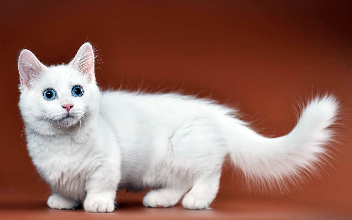 cats with short legs, cats with short legs