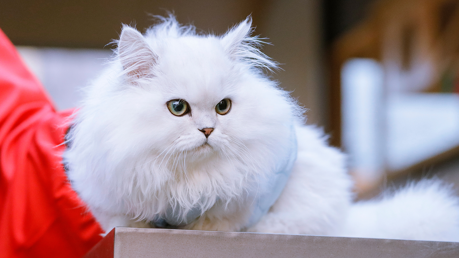 Napoleon cat