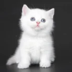 dwarf cats for sale