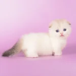 buy munchkin cat