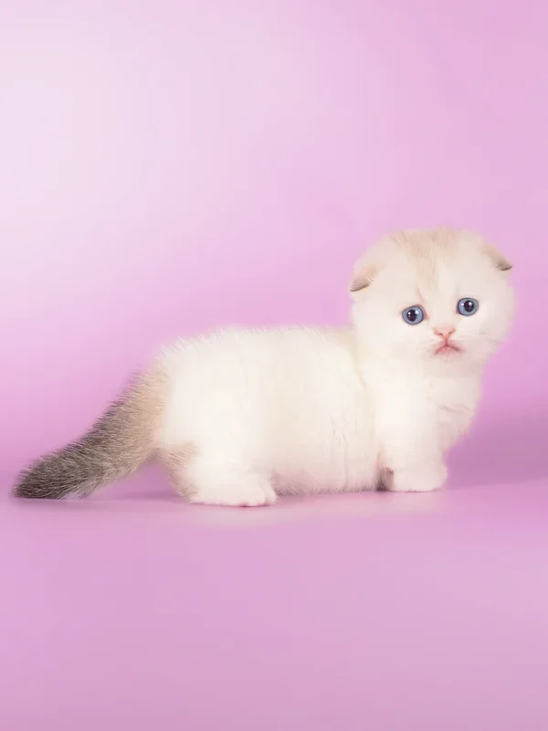 buy munchkin cat