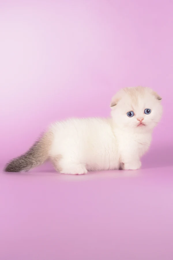 buy munchkin cat