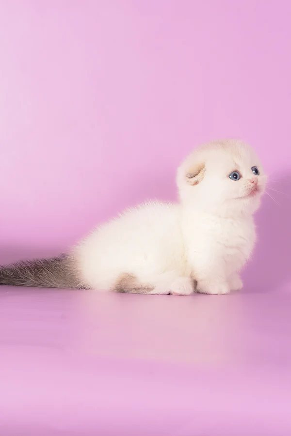 buy munchkin cat