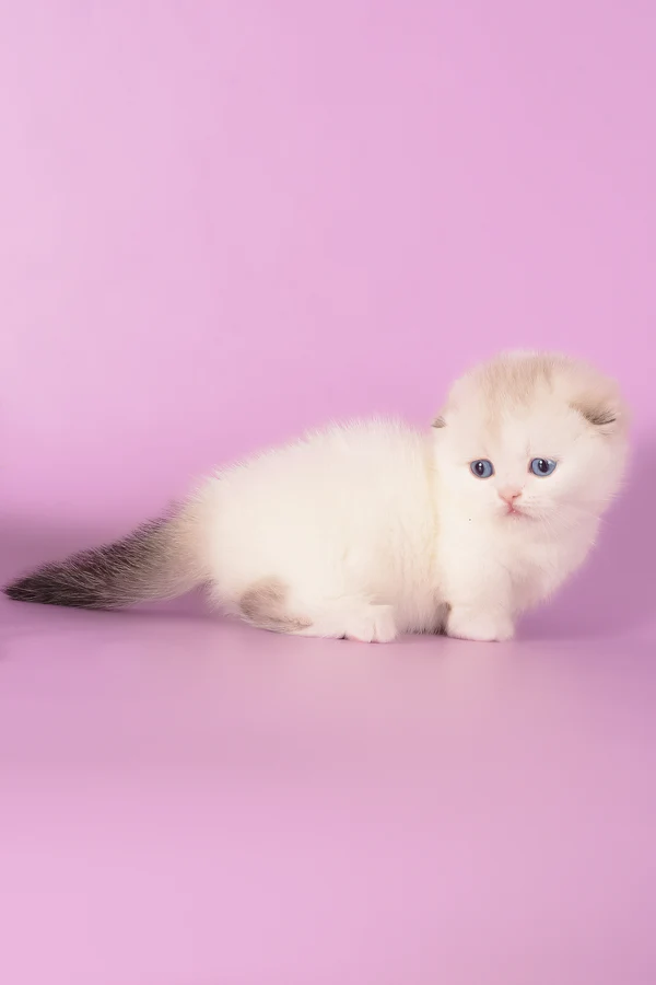 buy munchkin cat