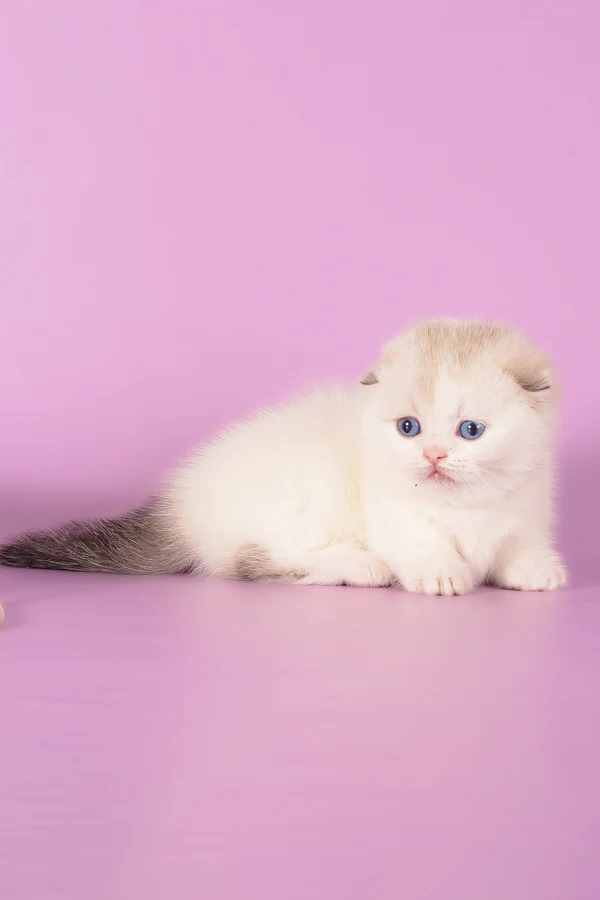 buy munchkin cat