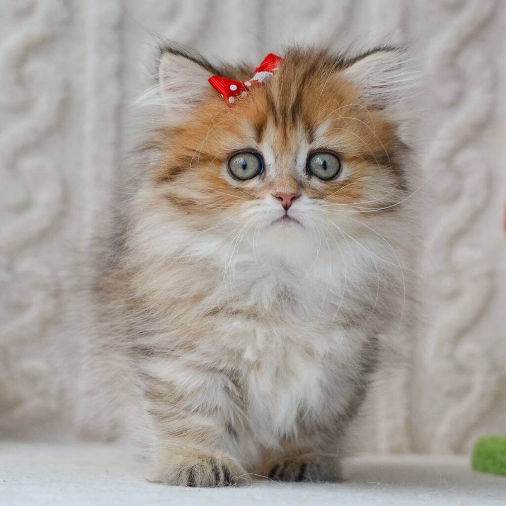 buy munchkin cat