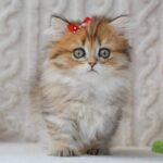 buy munchkin cat