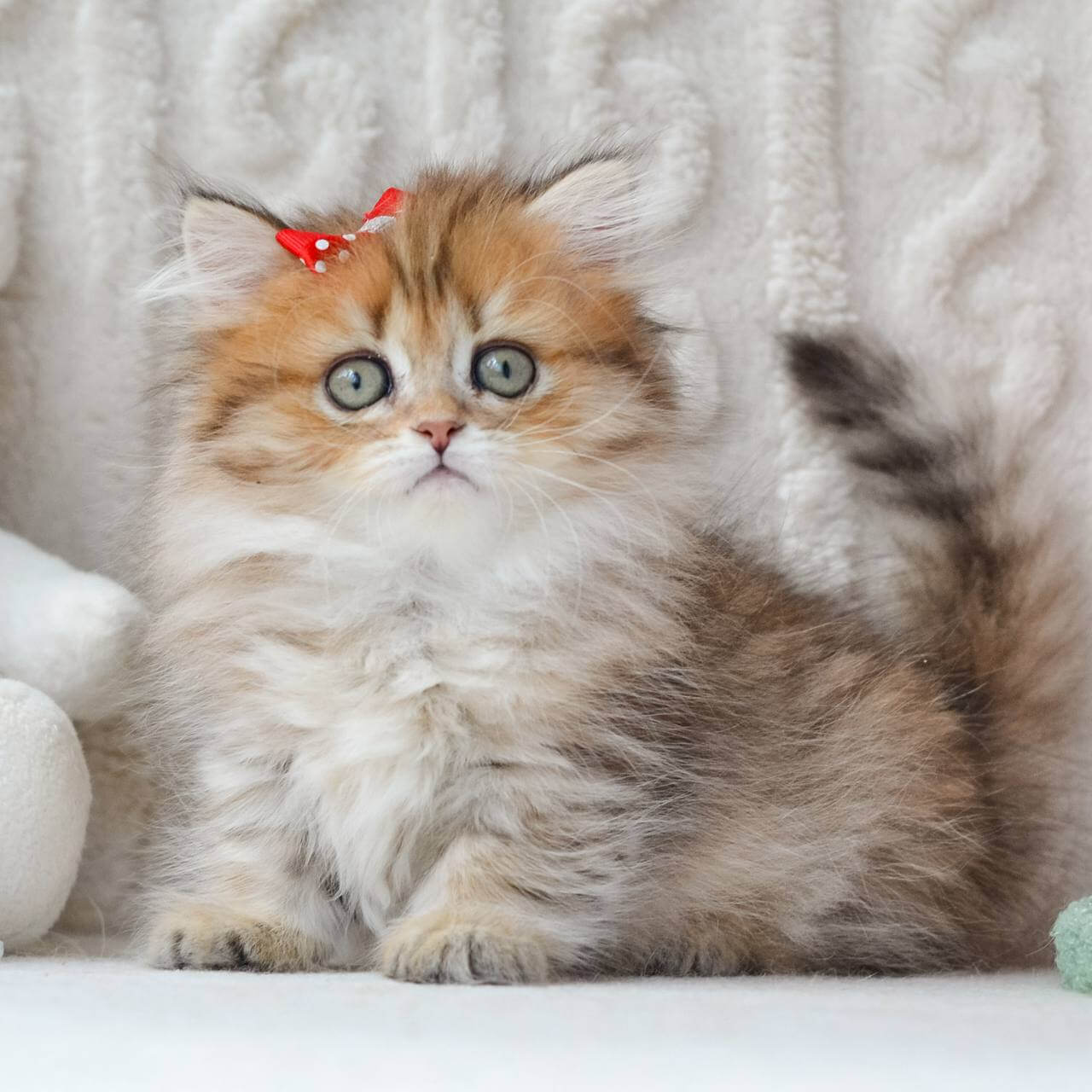 buy munchkin cat, Munchkin Kittens for Sale UK