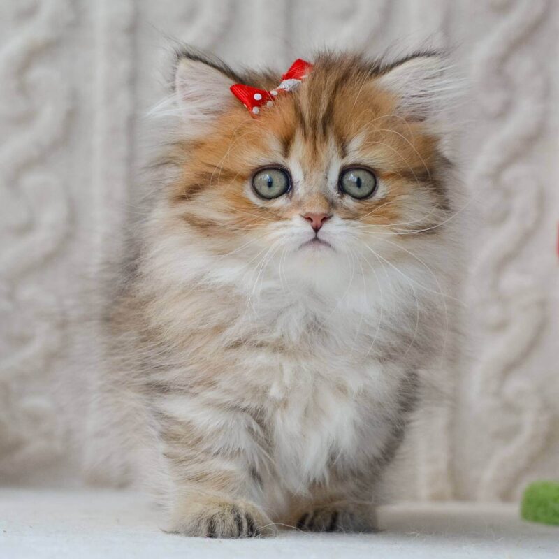buy munchkin cat