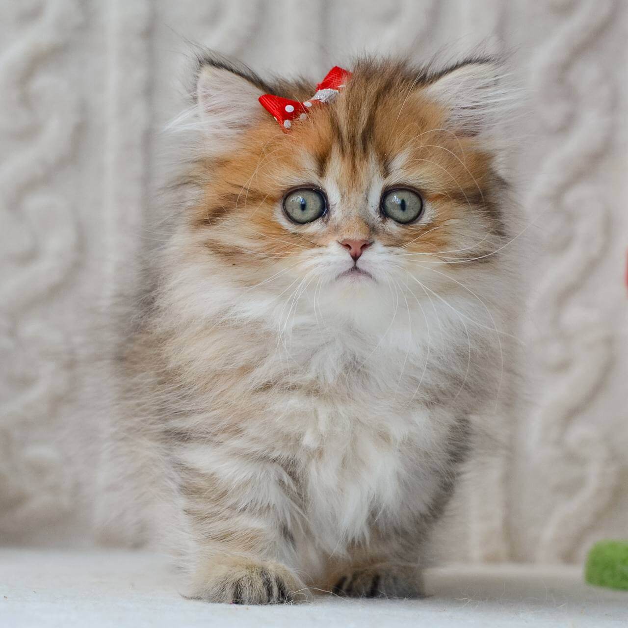 buy munchkin cat