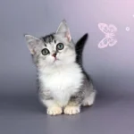 munchkin cats for sale uk