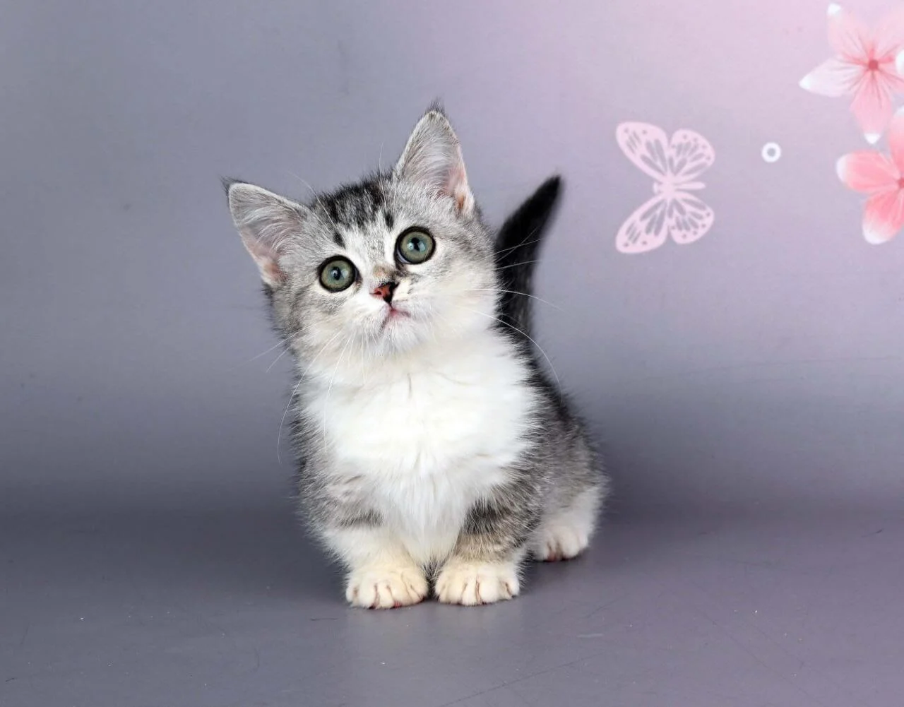 munchkin cats for sale uk