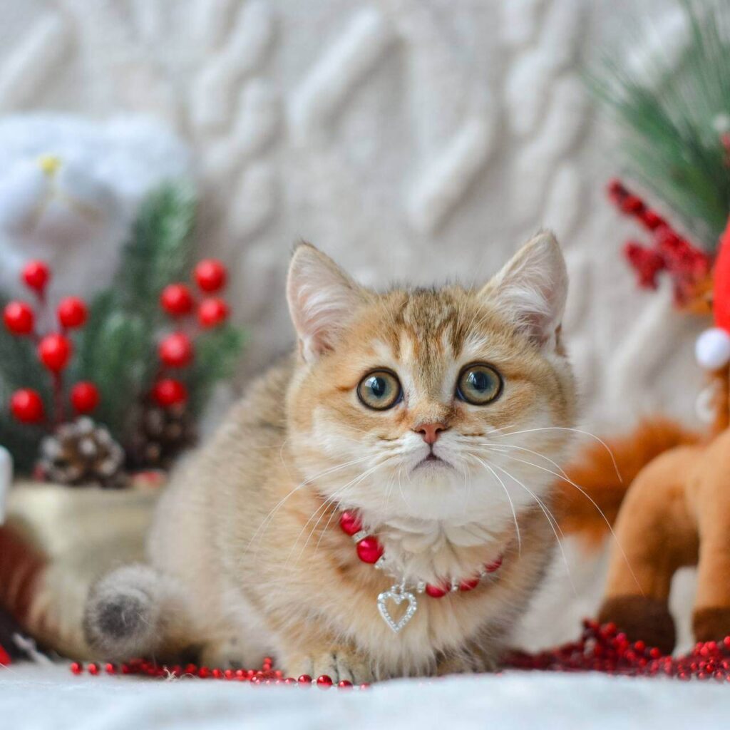 Munchkin Scottish Fold