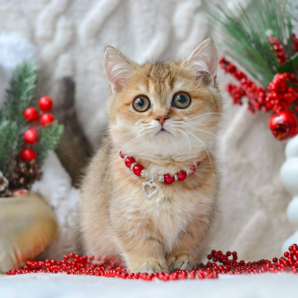 Munchkin Scottish Fold