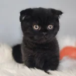 Munchkin Cat for Sale Near Me