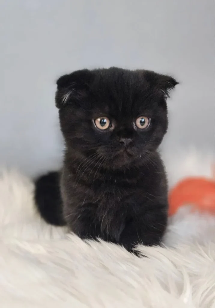 Munchkin Cat for Sale Near Me
