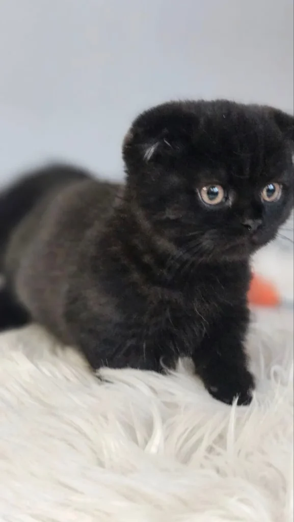 Munchkin Cat for Sale Near Me