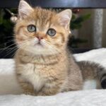 Munchkin Cat for Sale London