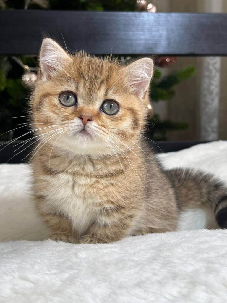 Munchkin Cat for Sale London