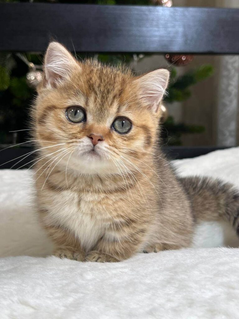 Munchkin Cat for Sale London