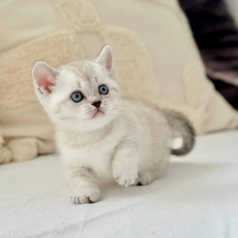munchkin kitten for sale