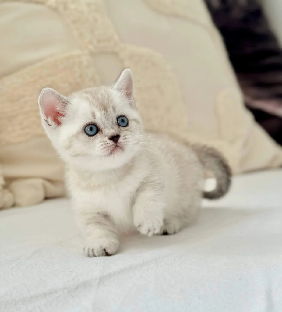 munchkin kitten for sale