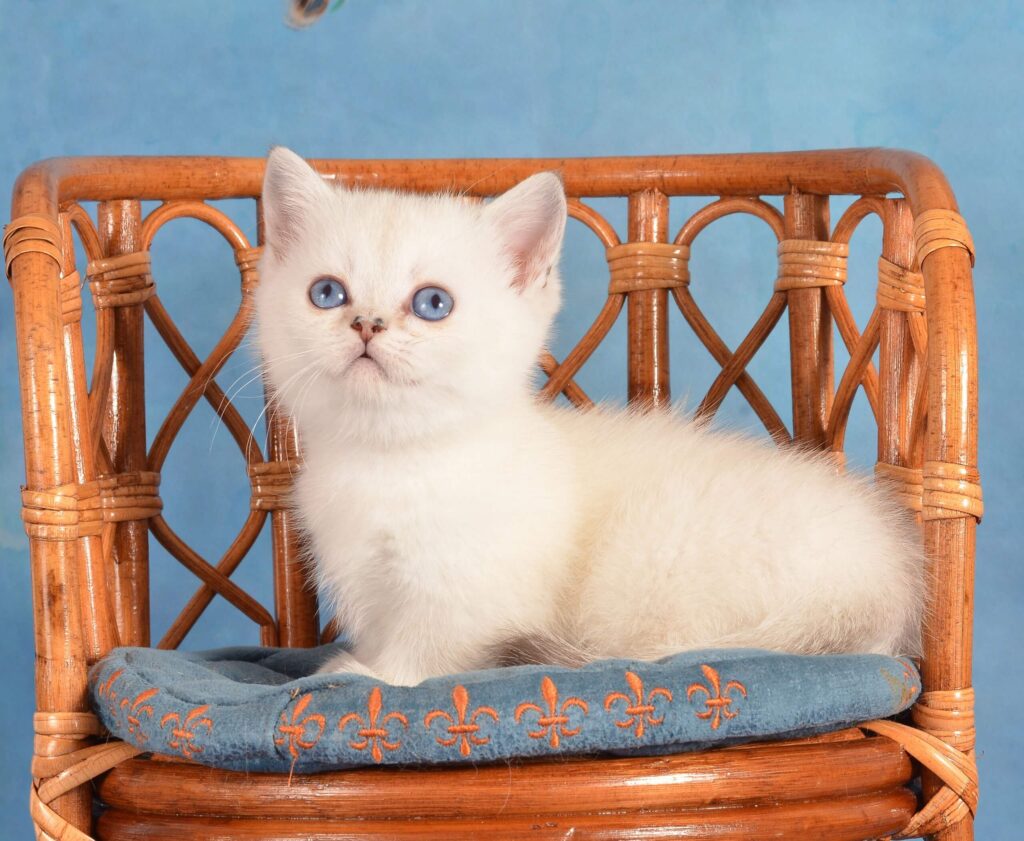 Munchkin Kittens for Sale Near Me