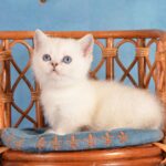 Munchkin Kittens for Sale Near Me