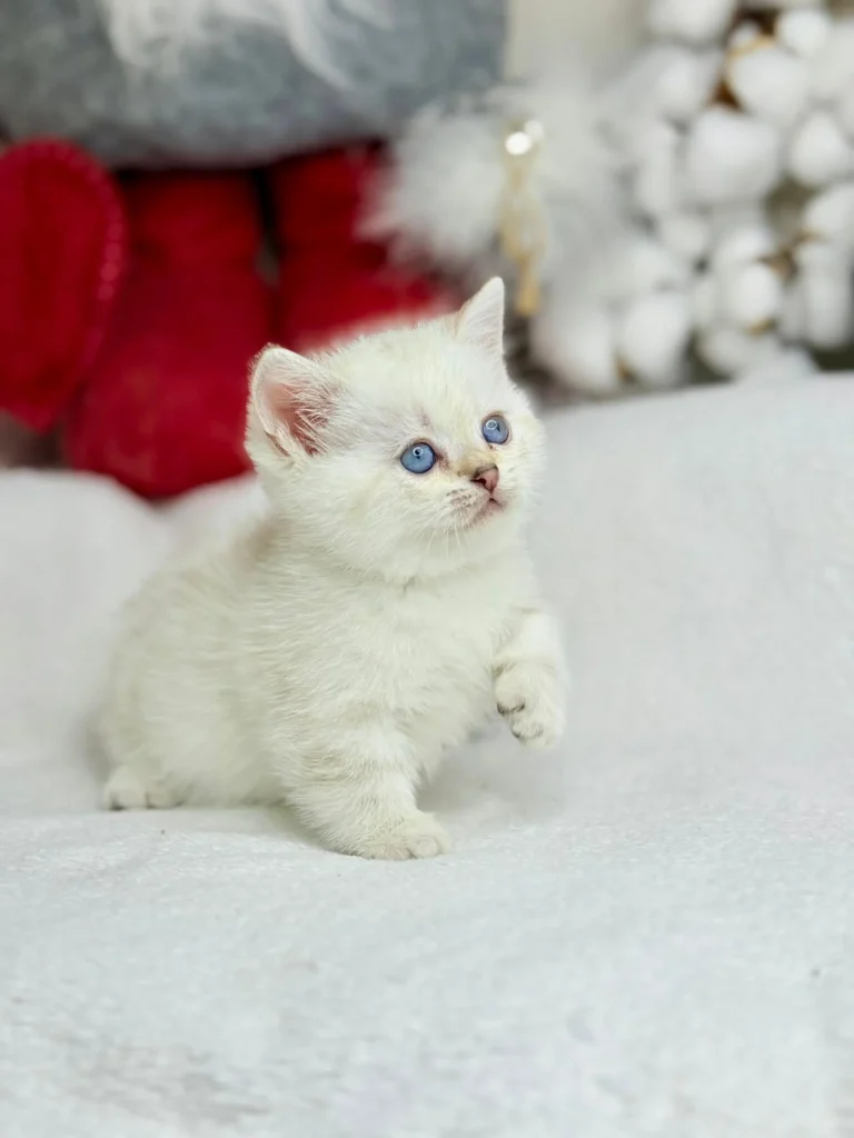 munchkin cats for sale, munchkin kittens for sale uk