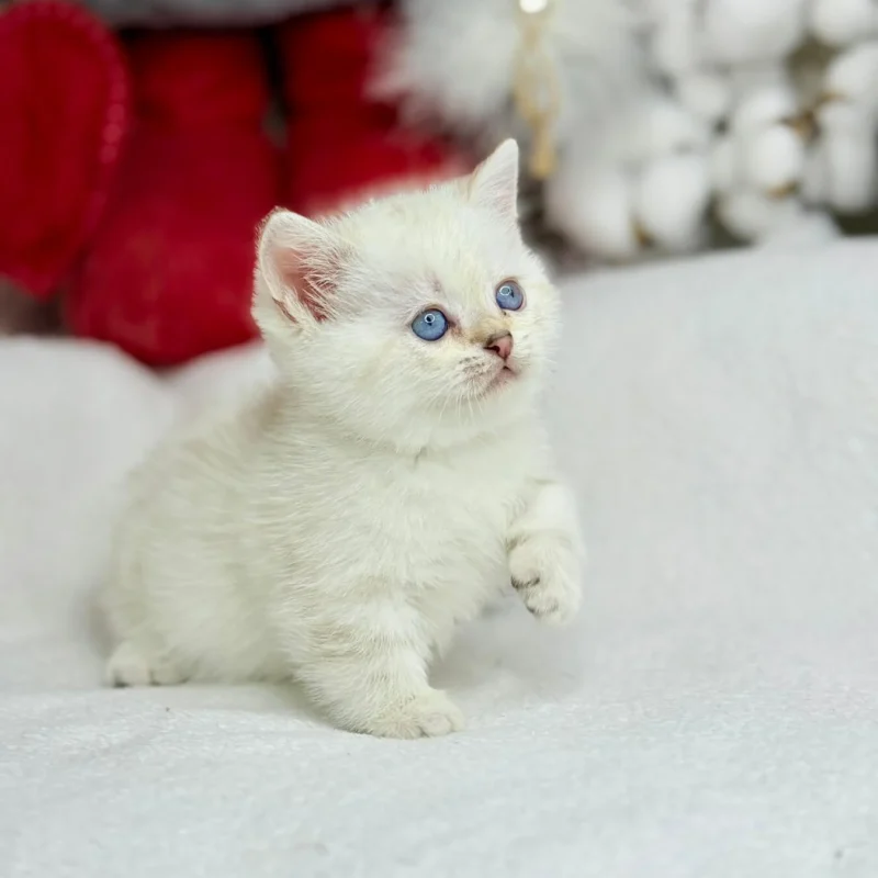 munchkin cats for sale, munchkin kittens for sale uk